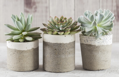 Concrete pots with succulents